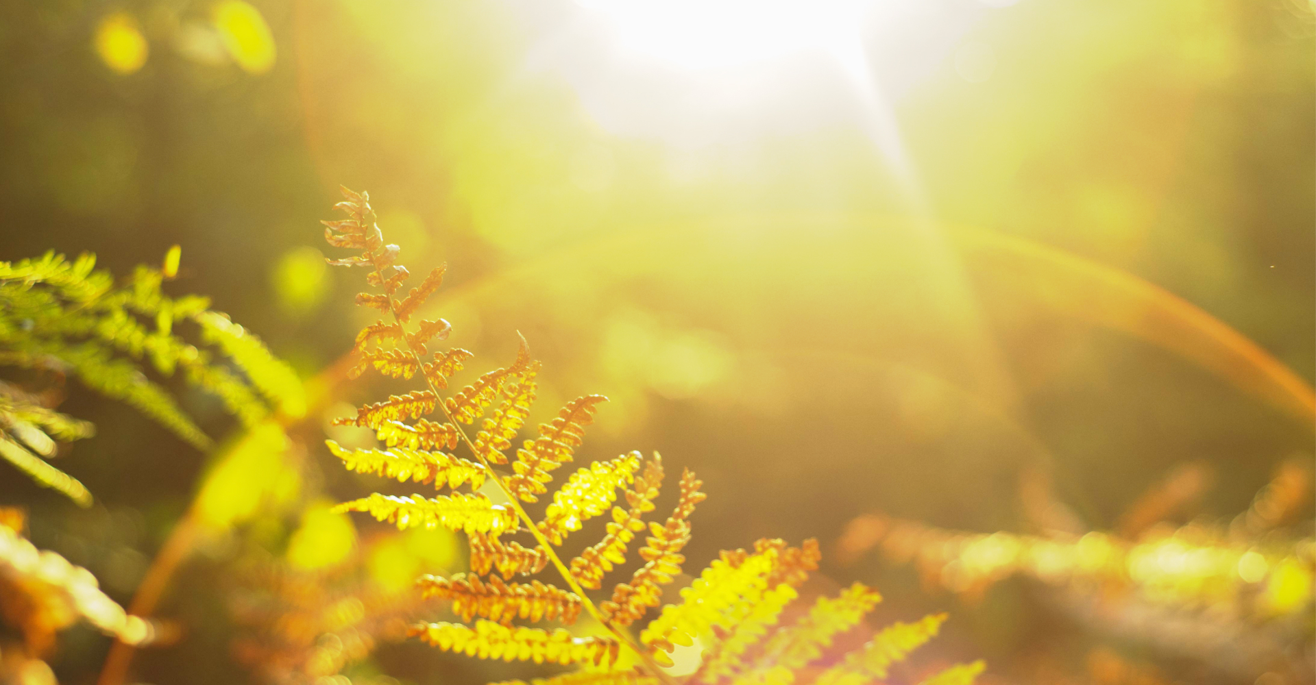 camping nature vertes feuilles