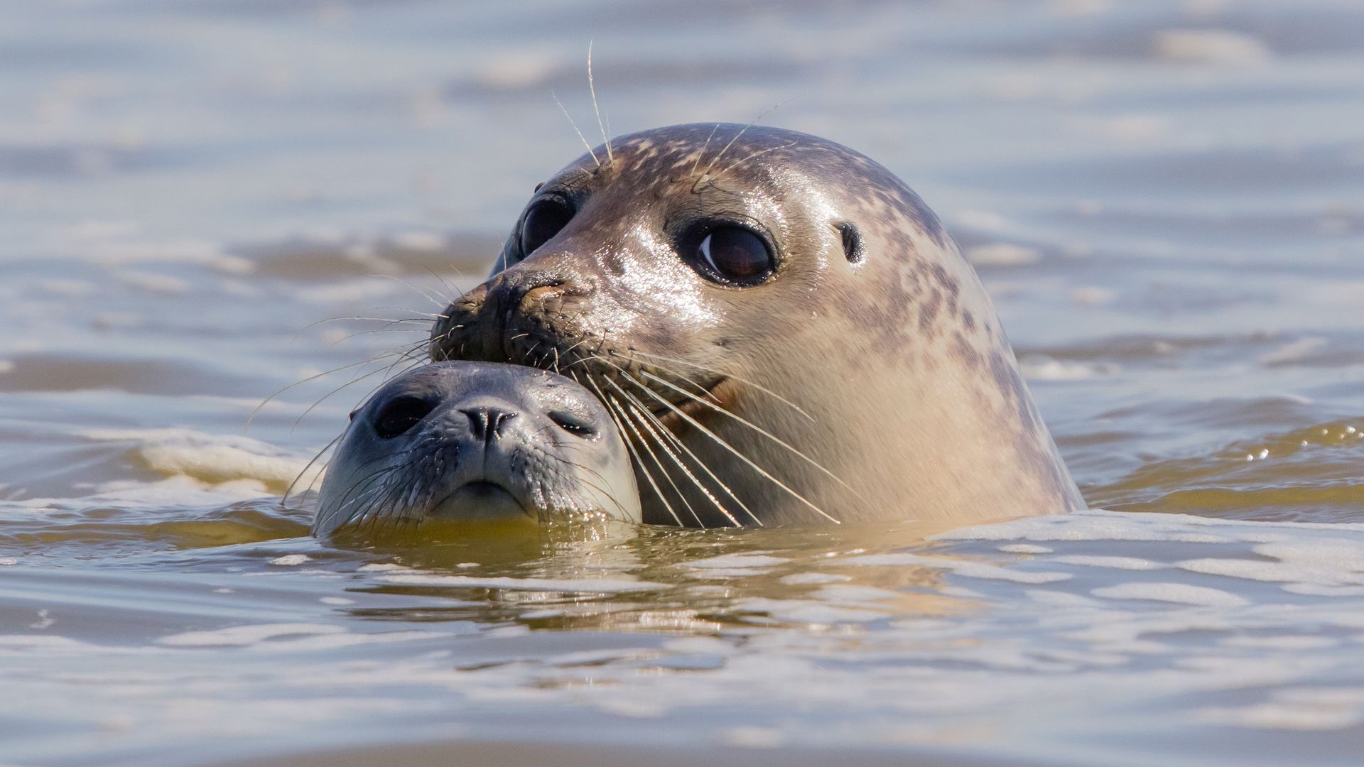 Activité tourisme baie de somme