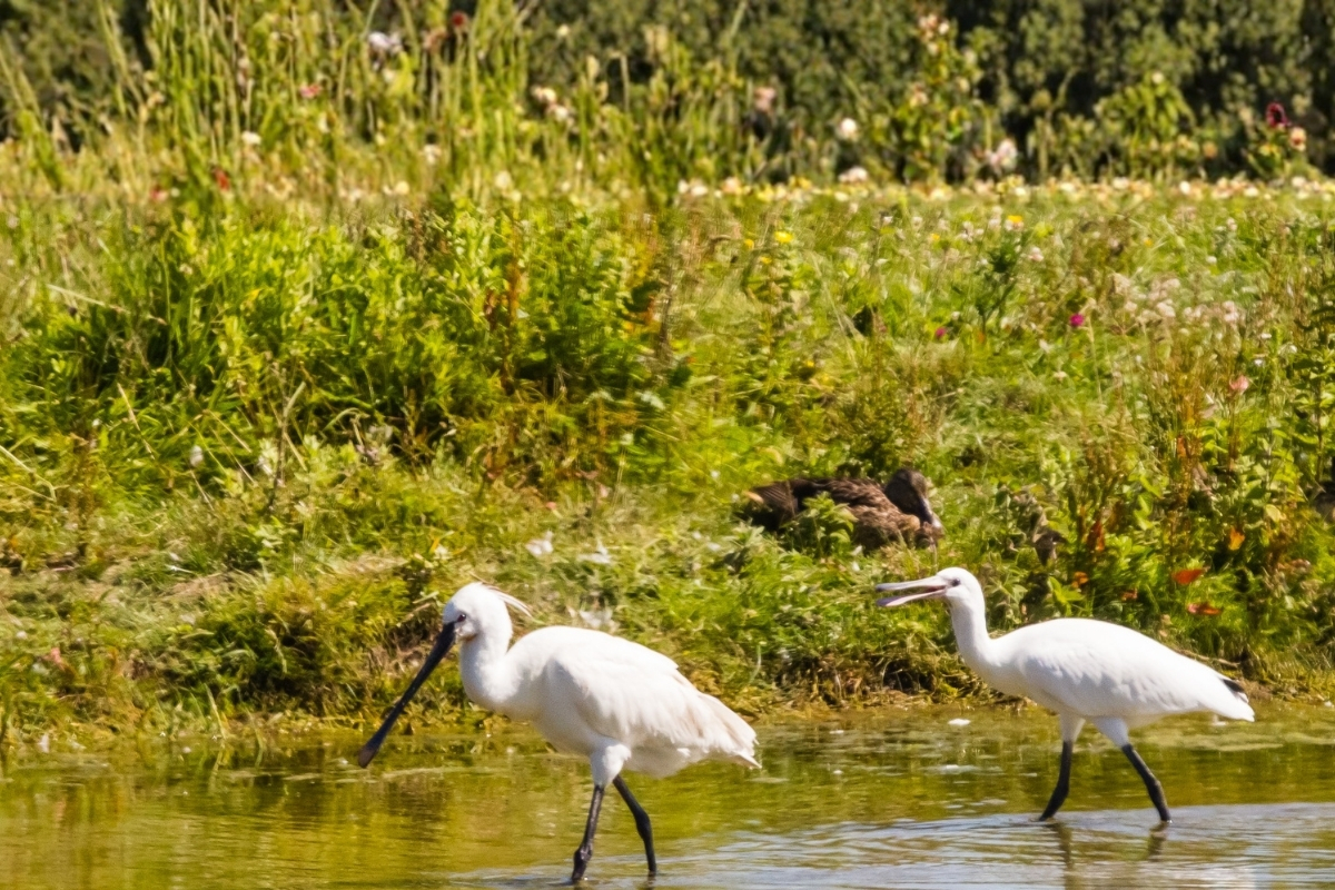 Parc de marquanterre baie de somme