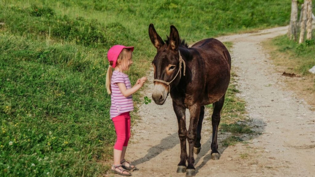 activité découverte baie de somme