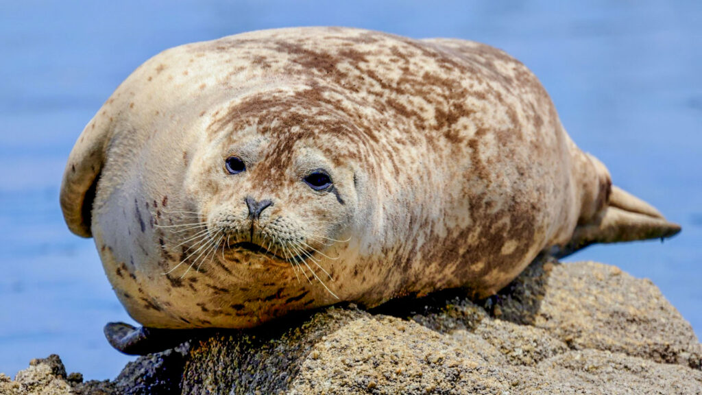 baie de somme phoque