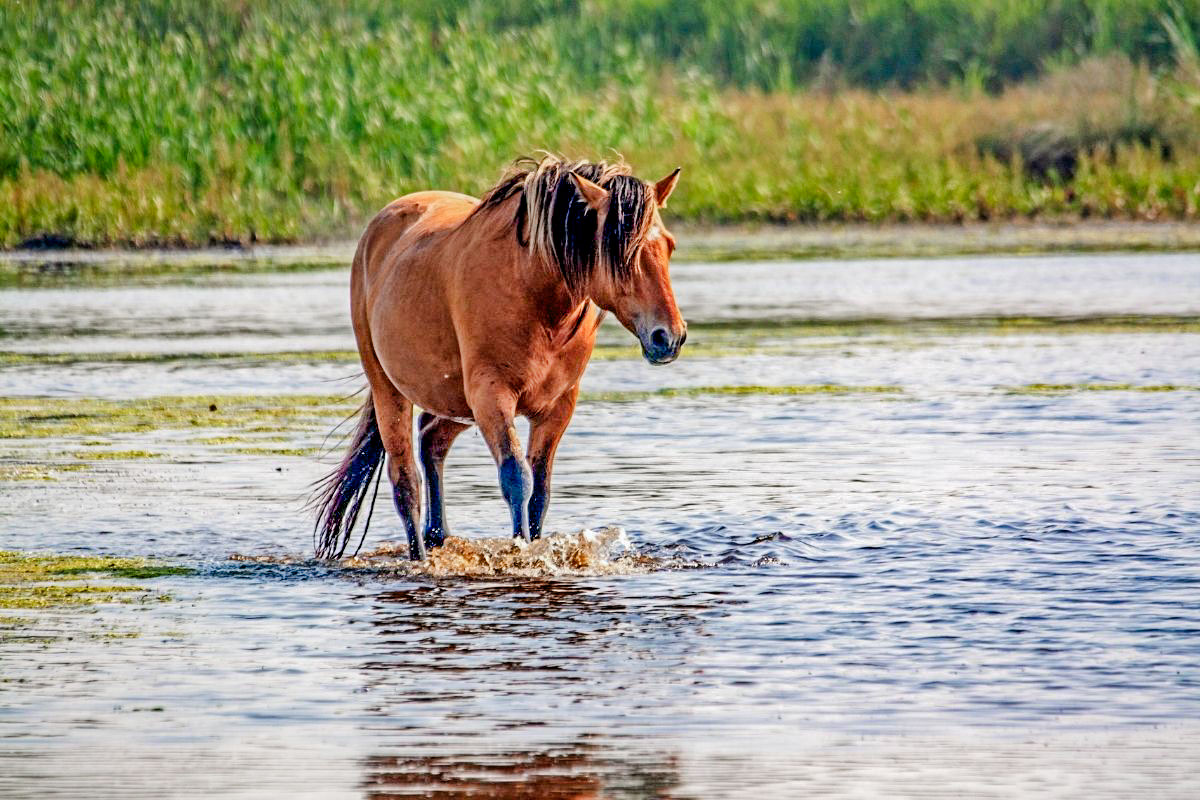 cheval tourisme balade